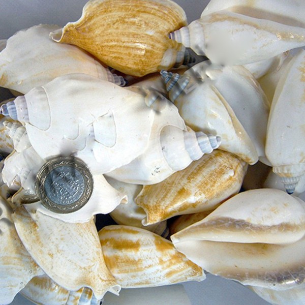 Kervan Strombus Epidormis Kiloluk Deniz Kabuğu (1 KG)