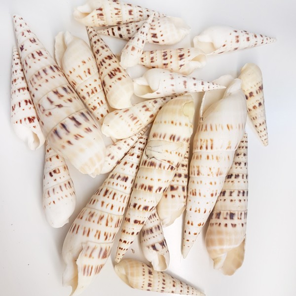 Kervan Terebra Maculata Kiloluk Deniz Kabuğu (1 KG) Kervan Terebra Maculata Kiloluk Deniz Kabuğu (1 KG)