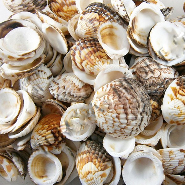 Kervan Tiger Cochles Kiloluk Deniz Kabuğu (1 KG)