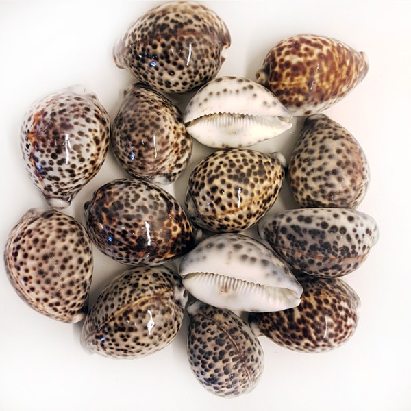 Kervan Tiger Cowrie Kiloluk Deniz Kabuğu (1 KG)