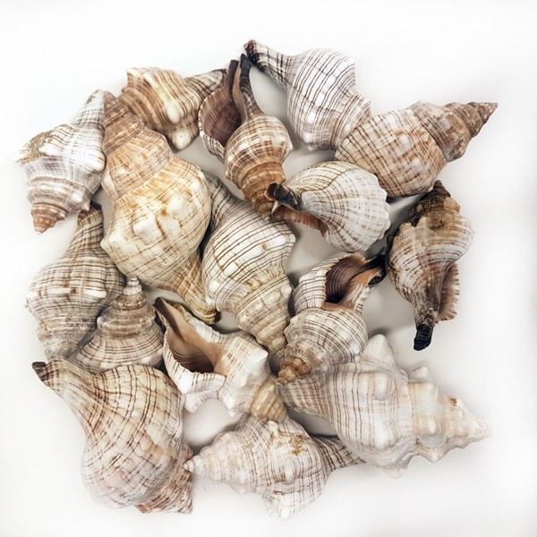 Kervan Trapezium Kiloluk Deniz Kabuğu (1 KG)