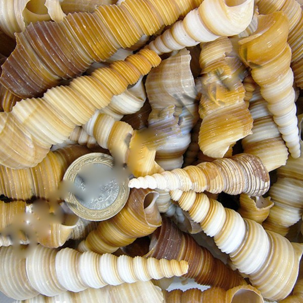 Kervan Turitella Kiloluk Deniz Kabuğu (1 KG)