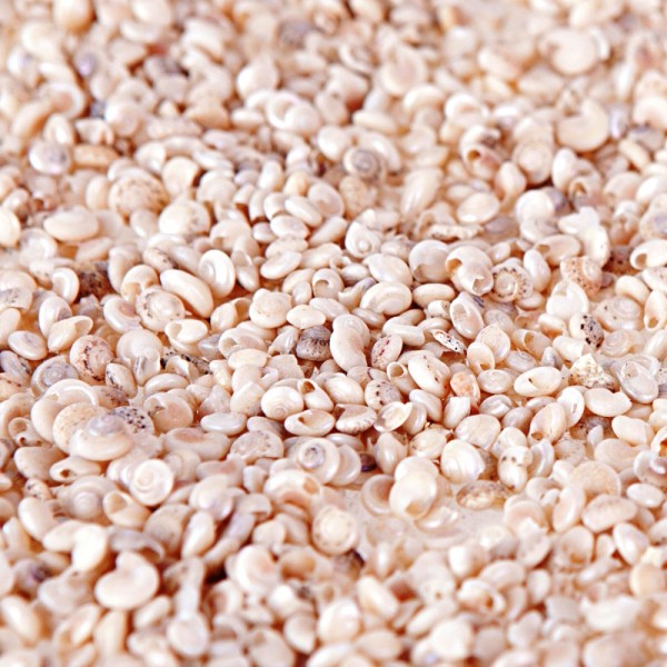 Kervan Umbinium Pearlızed Kiloluk Deniz Kabuğu (1 KG)