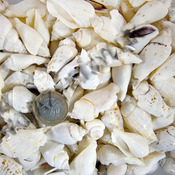 Kervan White Seula Kiloluk Deniz Kabuğu (1 KG)