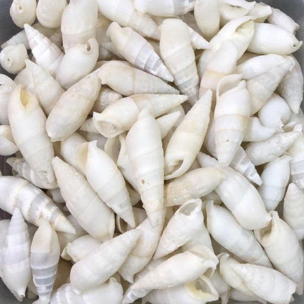 Kervan Vertagus Kiloluk Deniz Kabuğu (1 KG)
